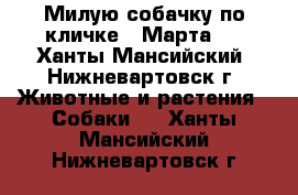 Милую собачку по кличке: “Марта“! - Ханты-Мансийский, Нижневартовск г. Животные и растения » Собаки   . Ханты-Мансийский,Нижневартовск г.